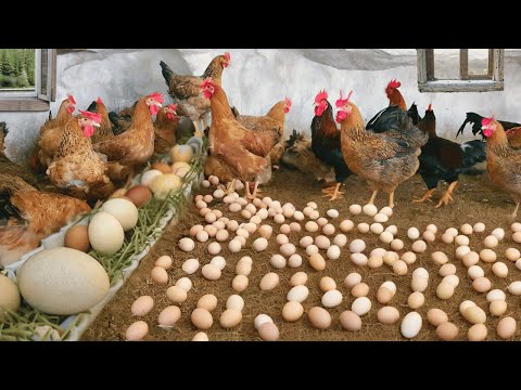 Collecting Chicken Eggs How to Raise Chickens for Eggs