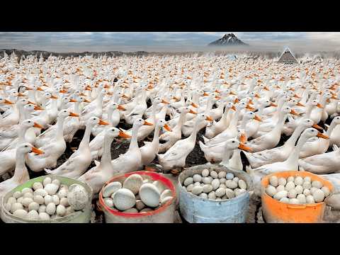 Raising Poultry Farming Harvest Duck Eggs Business Duck Egg