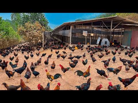 350 Days of Caring for Millions of Chickens from Birth to