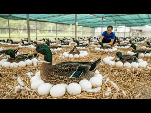 Full Video Harvesting 2000 Duck Eggs Daily Work Inside the