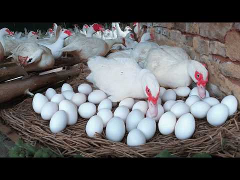 Harvesting MUSCOVY DUCK Eggs How to Raise Muscovy Ducks for