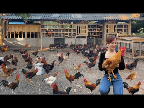 Chicken Farming How to fatten adult chickens feed chickens