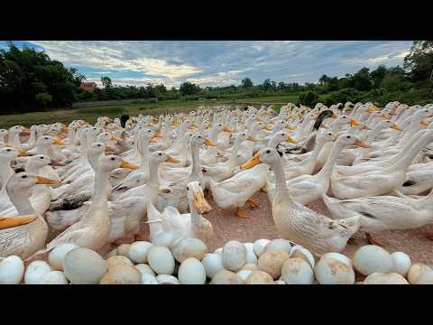 Collecting Duck Eggs Raising Ducks for Business DIY Duck