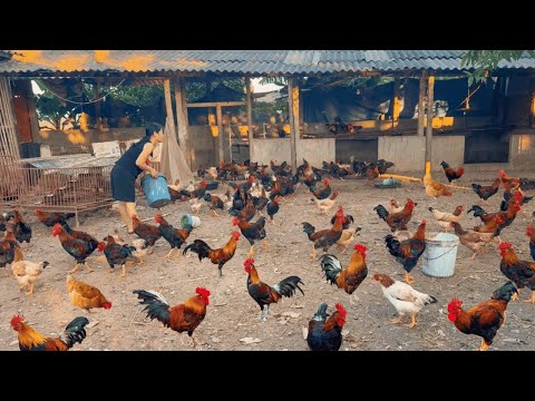 Chicken Farm How to fatten adult chickens feed chickens