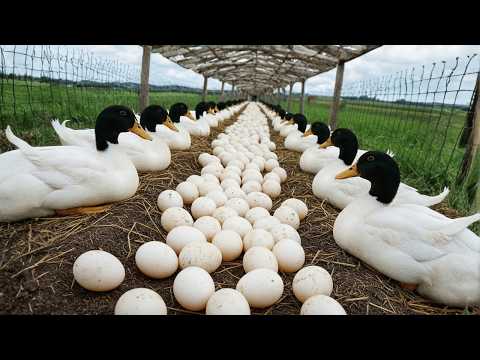 How to Raise Poultry for Eggs and Meat Harvesting Clean Eggs