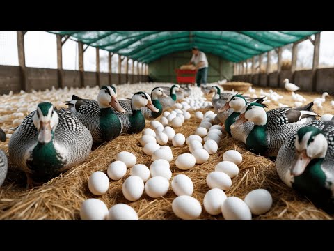 How to Raise Ducks for Eggs Effectively Collecting Duck