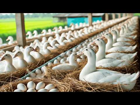 Essential Steps to Raising Organic Ducks From Ducklings to
