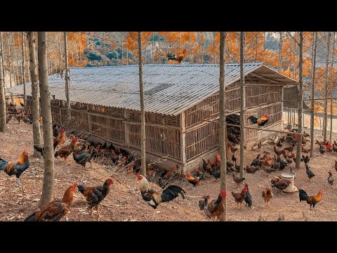 How to raise 2000 chickens in the mountains Poetic chicken