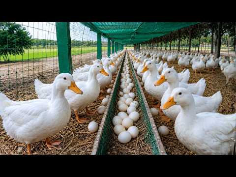 Harvest Duck Eggs How to Raise Ducks for Eggs Meat