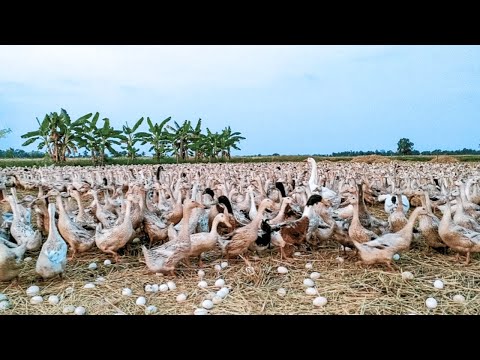 Amazing Duck Farm Process of Producing Ducks For Eggs and