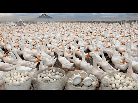 145 Days Start a Business With a Free Range Duck Farming