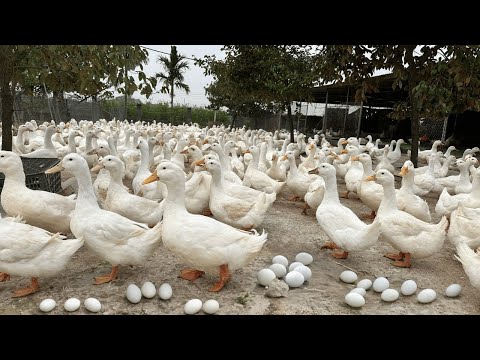 Harvest Duck Eggs Effective Duck Egg Business Duck Farming