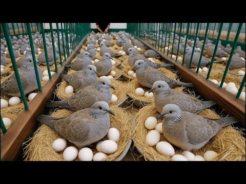 Dove Farming How to Raise Dove for Eggs at Home