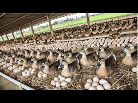 How to Raise Organic Ducks Effectively From Feeding to Egg