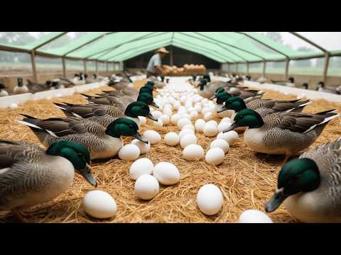 How to Raise Laying Ducks Business Poultry Business Egg