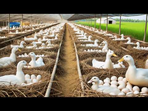 Harvesting Organic Duck Eggs Organic Duck Farm DIY Organic