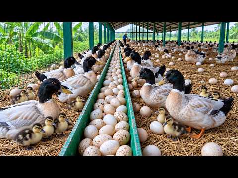 Harvesting Duck Eggs How to Raise Free Range Ducks at Home