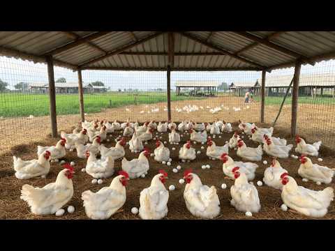 Harvesting Fresh Chicken Eggs Raising Chickens for Fresh
