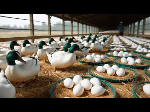 How to Start Raising Laying Ducks Harvesting Duck Eggs DIY