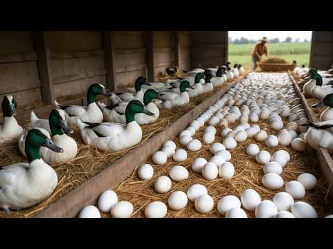 Mastering Duck Farming How to Raise Meat and Laying Ducks