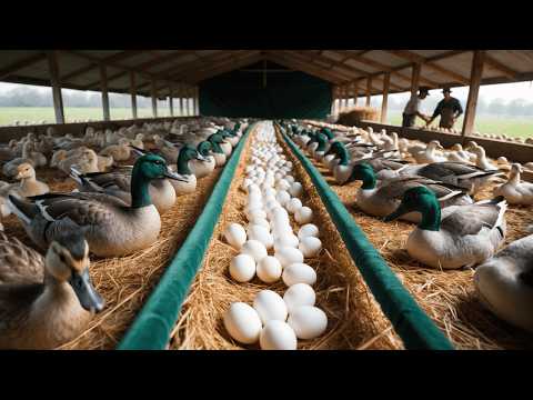 How to Raise Laying Ducks Poultry Egg Business