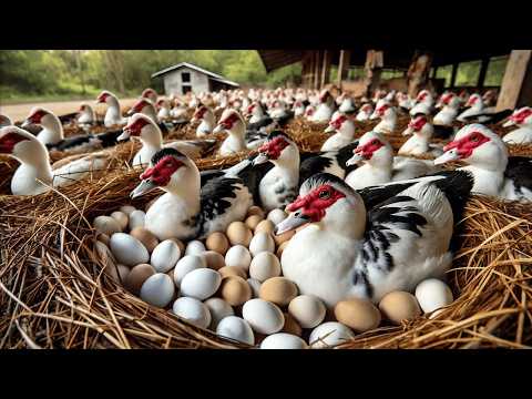 Harvesting Muscovy Duck Eggs Raising Organic Muscovy Ducks