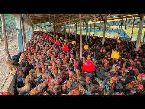 Chicken Growth Journey 165 Days from Baby Chick to Adult
