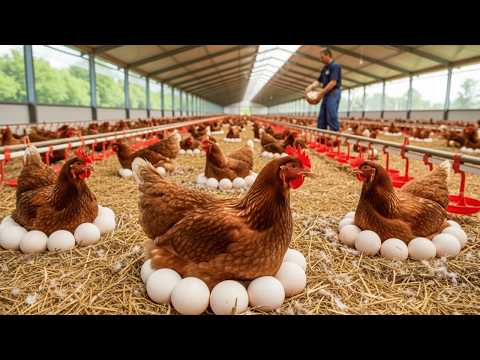 Amazing Egg Laying Hen Farm How Farmers Are Harvesting Eggs