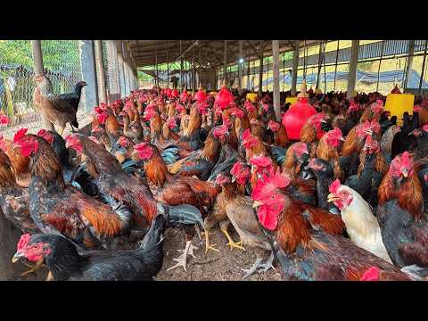 150 Days of Raising Chickens for Business Raising from