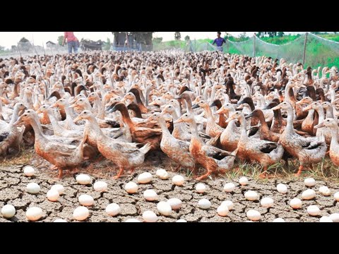 How To Raise Millions of Ducks From Birth to Egg Laying