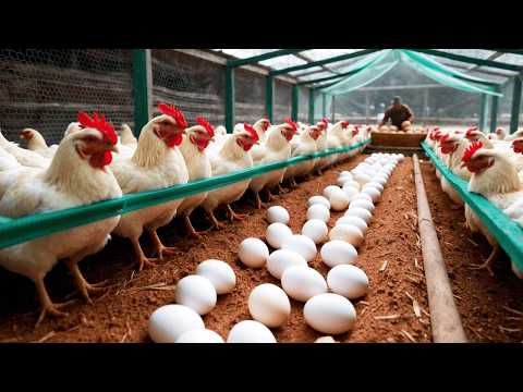 How to Raise Chickens for Eggs Meat Effectively Poultry