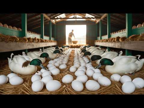 Essential Steps to Raising Ducks From Egg Harvest to Adult