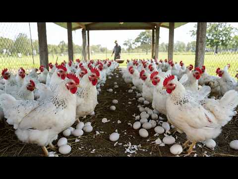 Poultry Farming Raising Chickens for Eggs and Meat Chicken