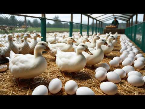 Duck Business How to Raise Ducks for Eggs Meat for Business