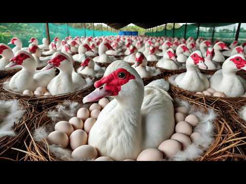How to Raise Laying Muscovy Duck Poultry Egg Business