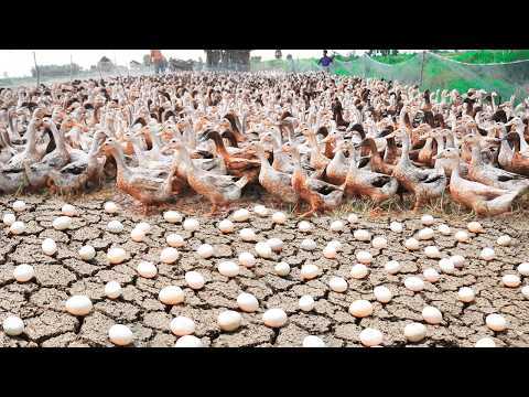 Process of Raising Millions of Ducks from Birth to Egg