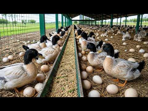 Harvesting Free Range Duck Eggs How to Raise Free Range