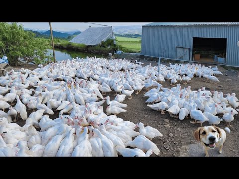 Process of raising ducks for meat Duck farming techniques