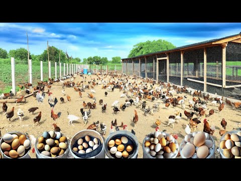 Collect Eggs From Free range Chickens Chickens Lay Eggs