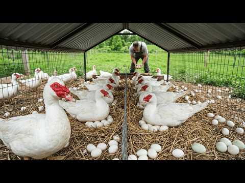 FULL VIDEO Raising Muscovy Ducks for Eggs and Meat From