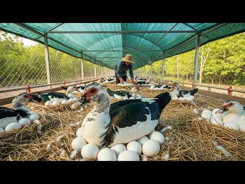 Raising Muscovy Ducks How to Raise 1000 Muscovy Ducks for