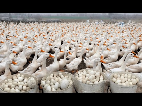 160 Days Raising Free Range Ducks Collecting Duck eggs The