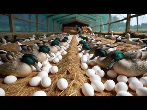 How to Raise Laying Ducks Duck Egg business Harvest Egg