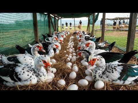 Muscovy Duck Farm in the Countryside Egg Harvesting Raising