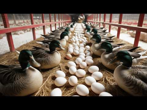 How to Raise Laying Ducks Organic Poultry Business Harvest