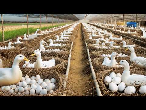 Raising Ducks for Eggs Effective Duck Egg Business DIY