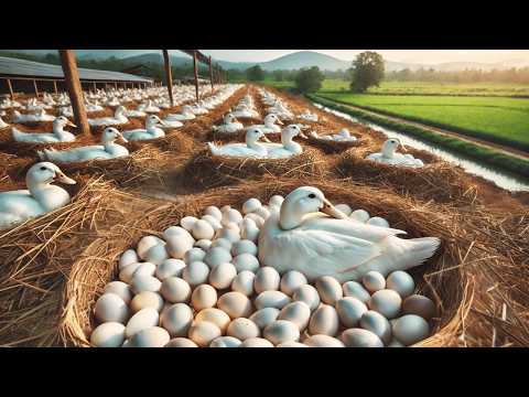 How to Raise Organic Ducks for Business Organic Duck Eggs