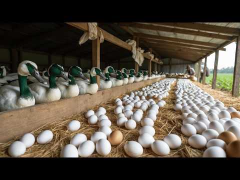 How to Raise Ducks for Eggs Effectively Egg Harvesting Duck
