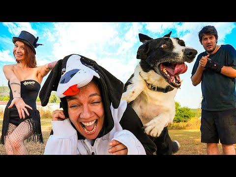 Muhteşem Meslekler Köpek Dansçıları