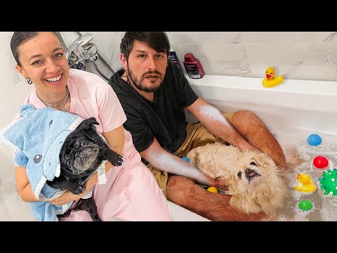 Köpeklerimiz Bizi Yıkadı Sahip Yıkama Vlog